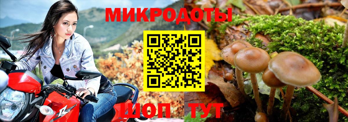 Галлюциногенные грибы Psilocybe Городец